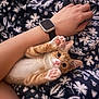 kitten, cat, paw, pink_paw_pads, ginger_cat, white_belly, person, arm, smartwatch, blanket, leaf_pattern, blue_blanket, white_pattern, cute, pet, indoor, resting, playful, animal, closeup