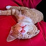 cat, orange_tabby, sleeping, pet, feline, cozy, blanket, red, fur, whiskers, relaxing, cute, domestic_animal, indoor, resting, animal, mammal, soft, peaceful, nap
