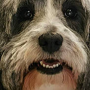 Valérie Clere a rejoint le concours — aidez-le/la à gagner de superbes lots ! animal, black_and_white, canine, close_up, cute, dog, domestic_animal, eyes, face, fluffy, friendly, fur, furry, muzzle, nose, pet, portrait, smiling, teeth, whiskers