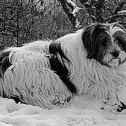 Jody participe au concours pour gagner de l'argent avec cette photo : dog, snow, winter, outdoor, animal, fur, black_and_white, nature, relaxing, cold, forest, trees, canine, laying, fluffy, peaceful, landscape, season, quiet, scenery