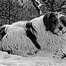 dog, snow, winter, outdoor, animal, fur, black_and_white, nature, relaxing, cold, forest, trees, canine, laying, fluffy, peaceful, landscape, season, quiet, scenery