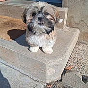 Airoh a rejoint le concours — aidez-le/la à gagner de superbes lots ! dog, puppy, outdoor, sunlight, concrete, step, fluffy, brown, black, tan, small_dog, pet, animal, cute, young, walking, shadow, door, wall, gravel