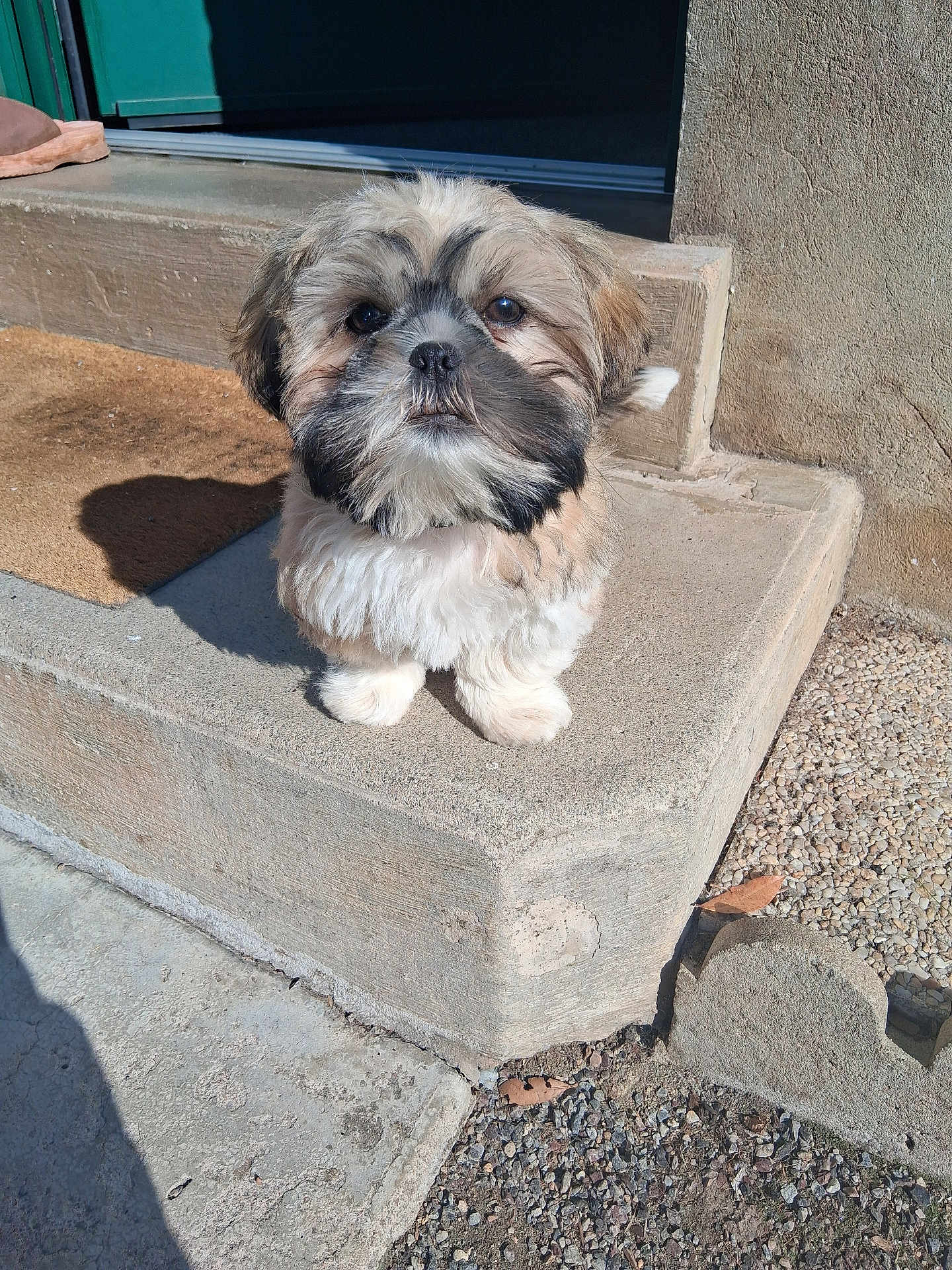 Airoh a rejoint le concours — aidez-le/la à gagner de superbes lots ! dog, puppy, outdoor, sunlight, concrete, step, fluffy, brown, black, tan, small_dog, pet, animal, cute, young, walking, shadow, door, wall, gravel