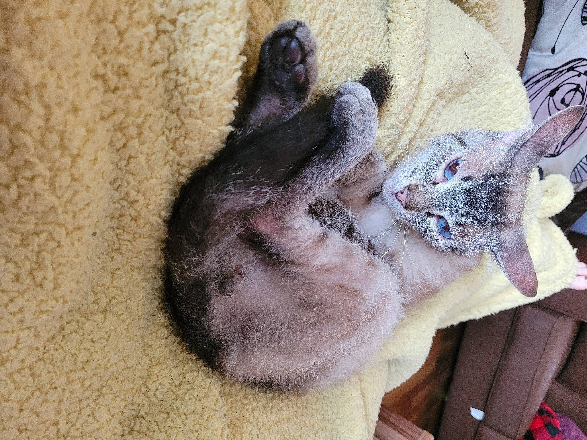 Otter joined the competition — help win amazing prizes! canidae, carnivore, cat, claw, comfort, dog_breed, domestic_short_haired_cat, fawn, felidae, fur, grey, nap, paw, small_to_medium_sized_cats, snout, sporting_group, tail, whiskers