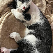 Josée a rejoint le concours — aidez-le/la à gagner de superbes lots ! kitten, cat, sleeping, black_and_white, paw, fur, blanket, cozy, cute, pet, animal, nap, resting, soft, whiskers, pink_nose, indoor, domestic, feline, relaxation