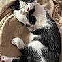 kitten, cat, sleeping, black_and_white, paw, fur, blanket, cozy, cute, pet, animal, nap, resting, soft, whiskers, pink_nose, indoor, domestic, feline, relaxation