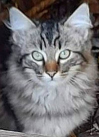 Tigrou a rejoint le concours — aidez-le/la à gagner de superbes lots ! carnivore, cat, domestic_short_haired_cat, felidae, fur, paw, photo_caption, plant, small_to_medium_sized_cats, snout, terrestrial_animal, whiskers, wildlife, window