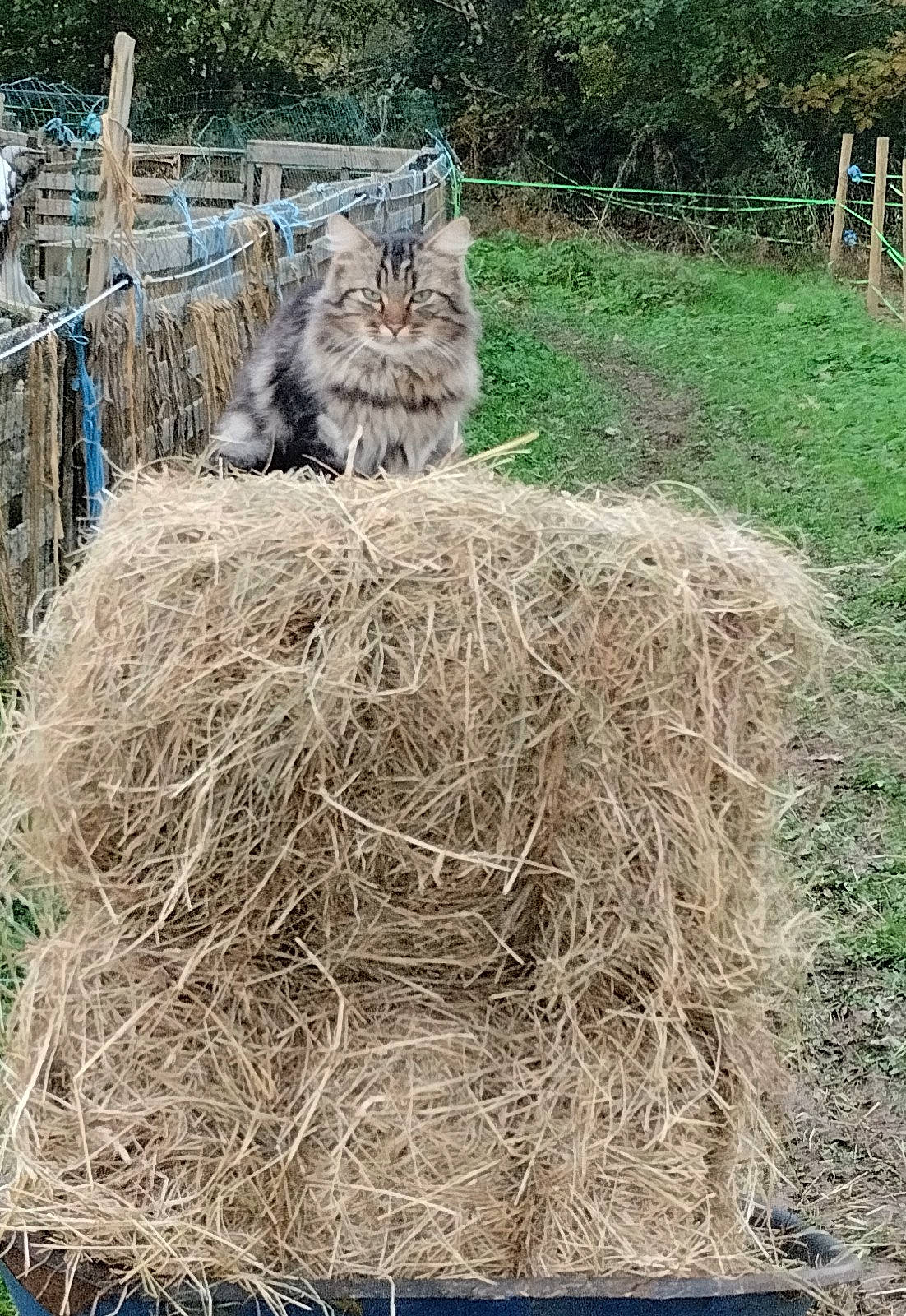 Tigrou participe au concours pour gagner de l'argent avec cette photo : agriculture, carnivore, cat, domestic_short_haired_cat, event, felidae, grass, grass_family, groundcover, hay, herb, mammal, plant, small_to_medium_sized_cats, soil, straw, tree, twig, vertebrate, whiskers