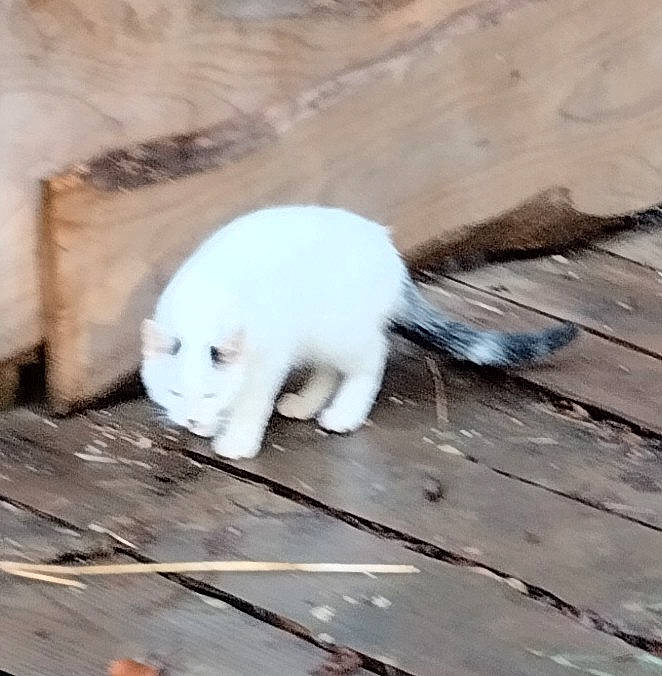 Mimosa a rejoint le concours — aidez-le/la à gagner de superbes lots ! asphalt, automotive_tire, automotive_wheel_system, bear, bone, canidae, flooring, freezing, fur, mammal, mushroom, polar_bear, road_surface, skull, snow, soil, sporting_group, terrestrial_animal, winter, wood