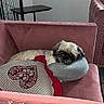 Hector participe au concours pour gagner de l'argent avec cette photo : dog, couch, pillow, heart_pattern, indoor, furniture, pet, resting, cozy, pink, decor, living_room, small_dog, relaxed, home, soft_texture, comfort, animal, canine, cute