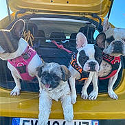 Hector participe au concours pour gagner de l'argent avec cette photo : dog, car_trunk, yellow_car, harness, outdoor, sunlight, pet, cute, small_dog, french_bulldog, shih_tzu, animal, companions, leash, parked_car, daytime, blue_sky, tree, tongue_out, group