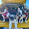 dog, car_trunk, yellow_car, harness, outdoor, sunlight, pet, cute, small_dog, french_bulldog, shih_tzu, animal, companions, leash, parked_car, daytime, blue_sky, tree, tongue_out, group
