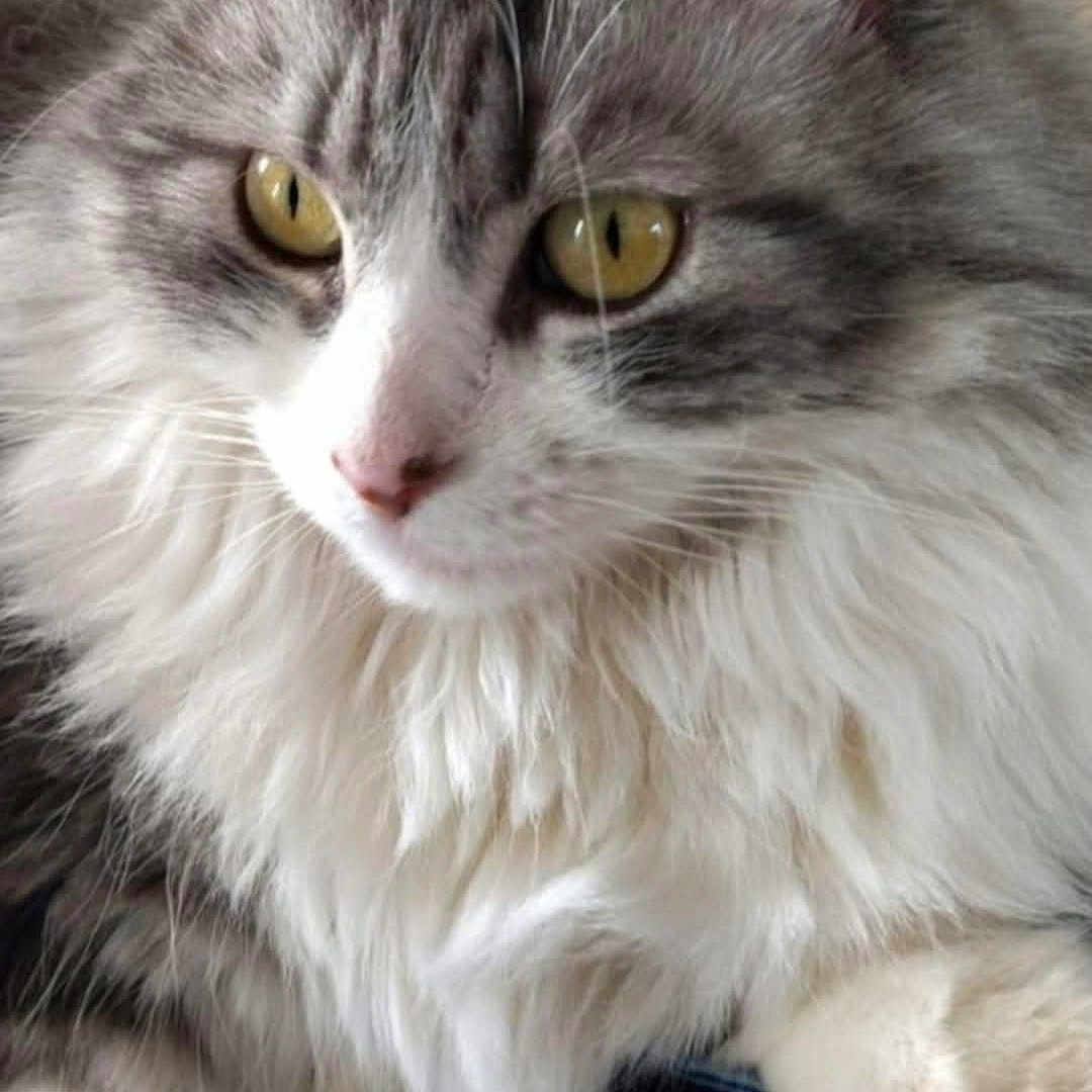 Masha