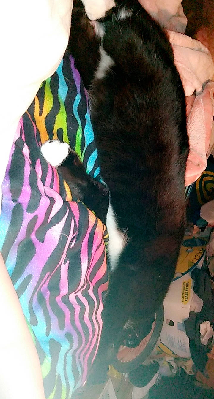 Kat joined the competition — help win amazing prizes! ear, fur, neck, outerwear, scarf, textile