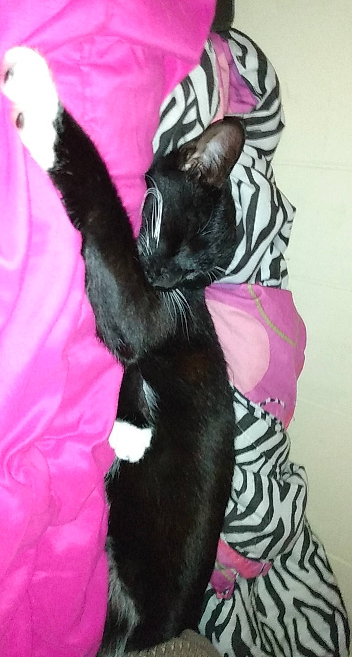 Kat is registered to the contest to win money with this photo: asian, black_cat, carnivore, cat, claw, felidae, fur, kitten, pink, small_to_medium_sized_cats, tail, whiskers