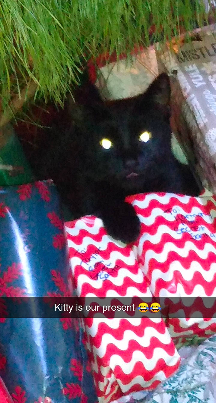 Kitty joined the competition — help win amazing prizes! black_cat, carnivore, cat, domestic_short_haired_cat, felidae, kitten, small_to_medium_sized_cats, whiskers