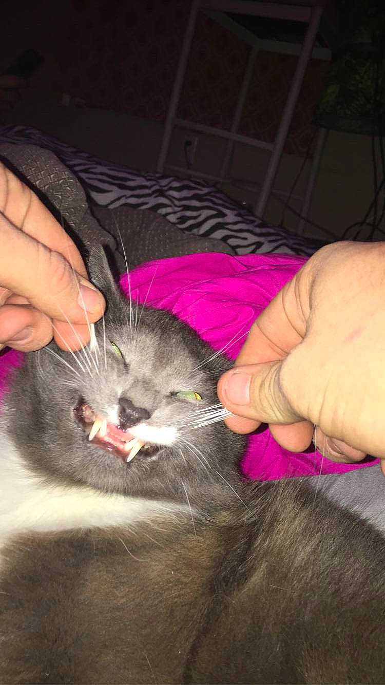 Dabs is registered to the contest to win money with this photo: carnivore, cat, domestic_short_haired_cat, ear, felidae, fur, hand, kitten, nebelung, norwegian_forest_cat, skin, small_to_medium_sized_cats, whiskers