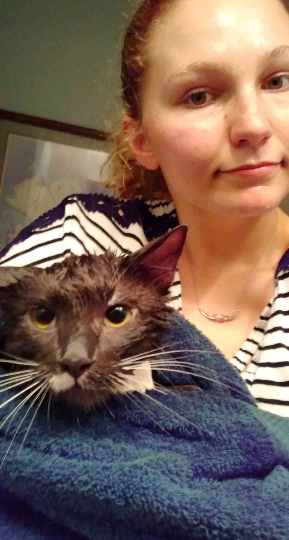 Dabs is registered to the contest to win money with this photo: american_curl, american_shorthair, asian, carnivore, cat, domestic_short_haired_cat, european_shorthair, felidae, fur, iris, kitten, mammal, oriental_longhair, photography, selfie, small_to_medium_sized_cats, tabby_cat, whiskers