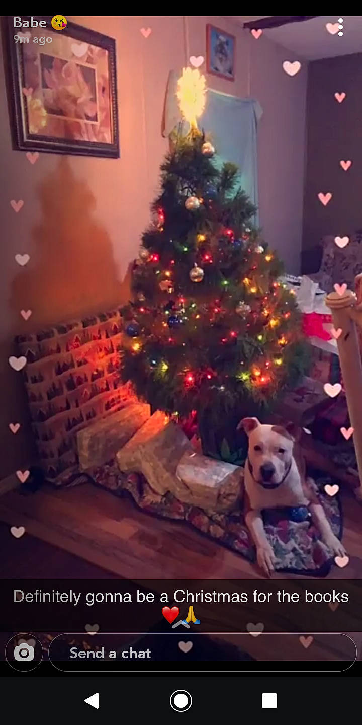Kief joined the competition — help win amazing prizes! american_staffordshire_terrier, canidae, carnivore, christmas, christmas_decoration, christmas_eve, christmas_lights, christmas_ornament, christmas_tree, dog, dog_breed, event, fawn, fir, holiday, interior_design, non_sporting_group, sporting_group, tradition, tree