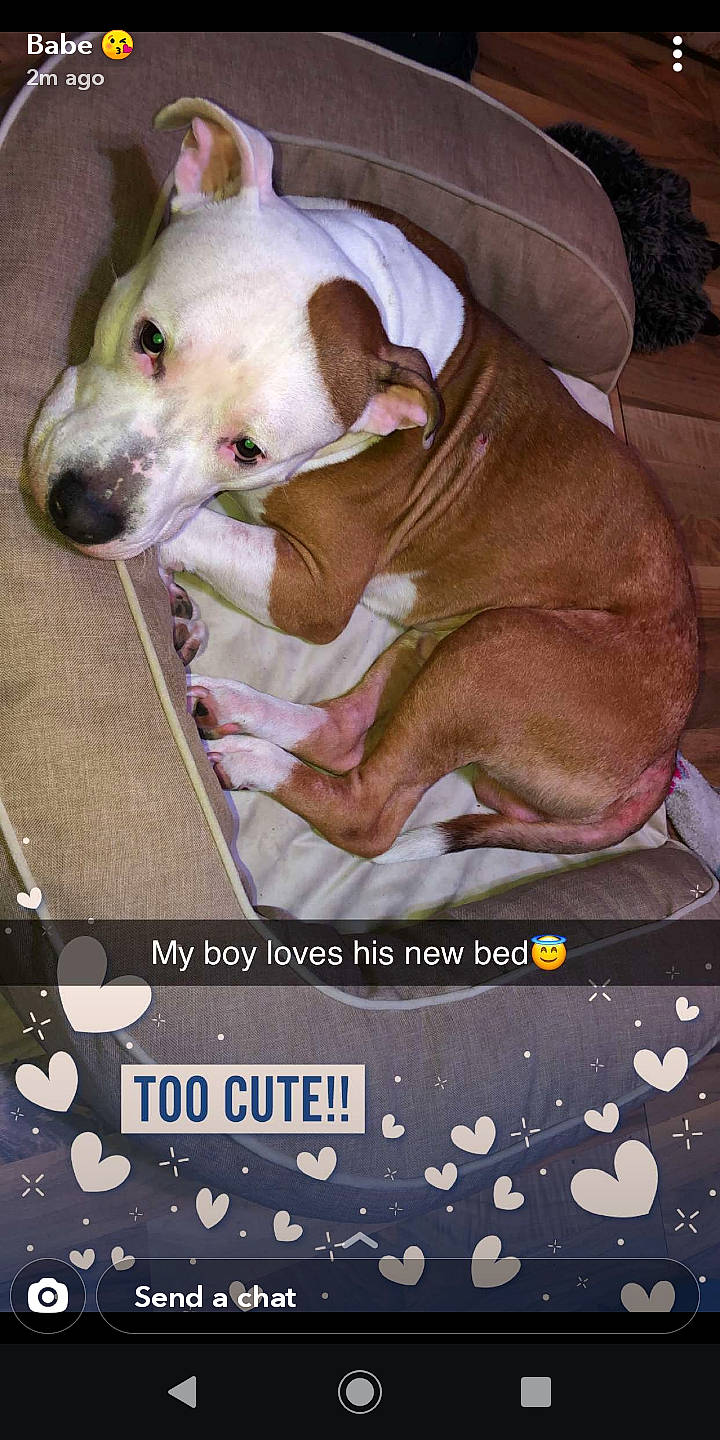 Kief is registered to the contest to win money with this photo: american_pit_bull_terrier, american_staffordshire_terrier, canidae, carnivore, companion_dog, dog, dog_breed, fawn, mammal, non_sporting_group, photo_caption, pit_bull, puppy, puppy_love, rare_breed_dog, snout