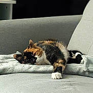 Gaïa a rejoint le concours — aidez-le/la à gagner de superbes lots ! cat, calico_cat, pet, animal, feline, couch, furniture, indoor, resting, sleeping, cozy, soft, blanket, relaxed, home, domestic, paw, fur, whiskers, quiet