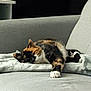 cat, calico_cat, pet, animal, feline, couch, furniture, indoor, resting, sleeping, cozy, soft, blanket, relaxed, home, domestic, paw, fur, whiskers, quiet