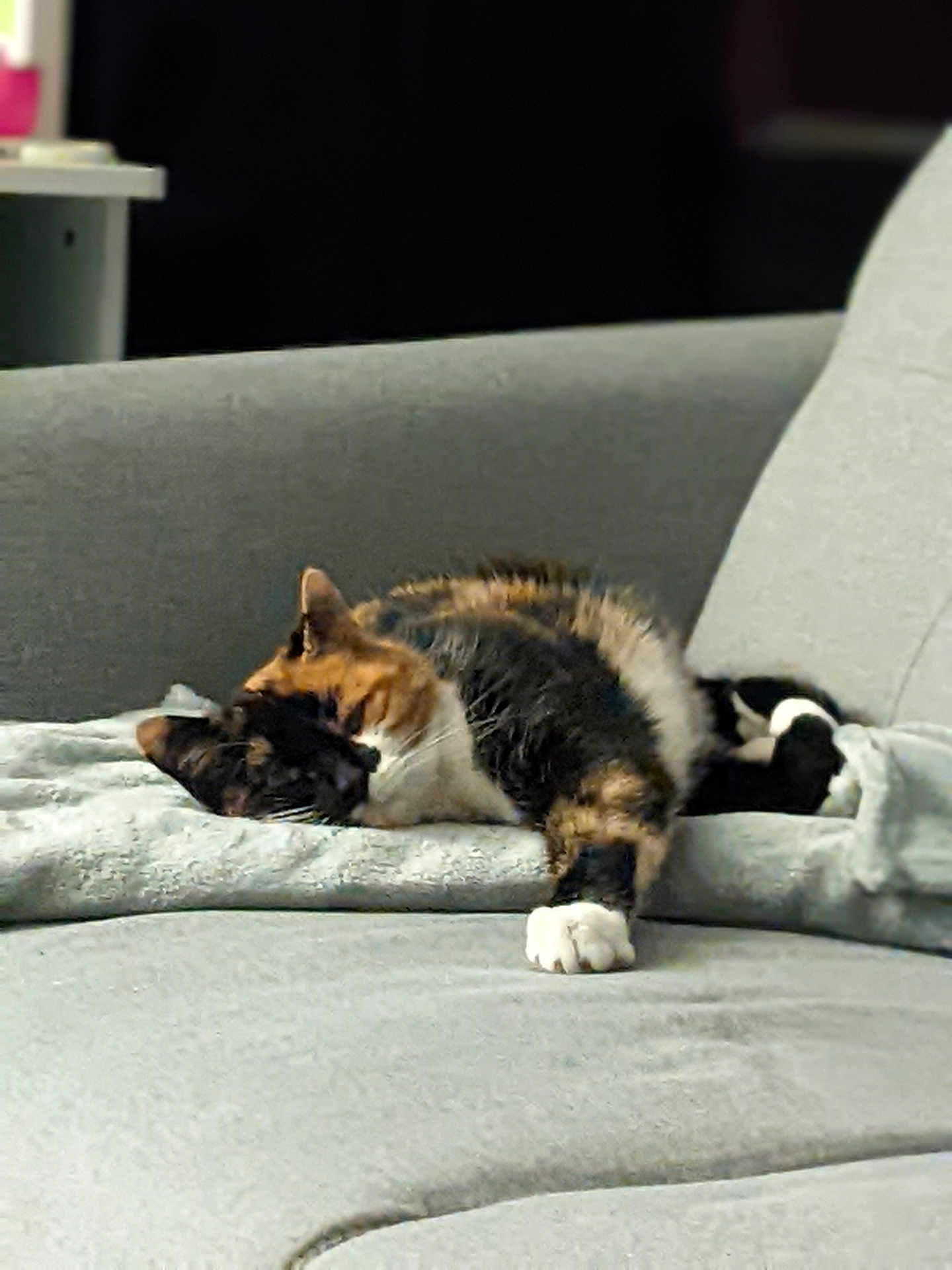 Gaïa a rejoint le concours — aidez-le/la à gagner de superbes lots ! cat, calico_cat, pet, animal, feline, couch, furniture, indoor, resting, sleeping, cozy, soft, blanket, relaxed, home, domestic, paw, fur, whiskers, quiet