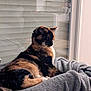 cat, calico, window, blanket, indoor, pet, feline, resting, cozy, fur, whiskers, side_view, relaxed, curious, household, domestic_animal, soft_texture, animal, quiet, daylight