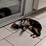 cat, calico_cat, indoor, tiled_floor, reflection, glass_door, relaxed, animal, pet, floor, paws, fur, domestic, resting, quiet, home, radiator, wall, tile_grout, curled_paws