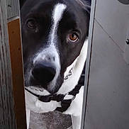 Rebel is registered to the contest to win money with this photo: dog, black_and_white, peeking, door, curious, brown_eyes, narrow_gap, collar, harness, floor, closeup, indoor, animal, pet, portrait, watchful, face, snout, ears, furry