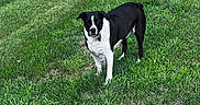 Rebel joined the competition — help win amazing prizes! alert, animal, black_and_white, canine, collar, daylight, dog, ears, field, fur, grass, green, lawn, mowed_grass, nature, outdoor, park, pet, standing, summer