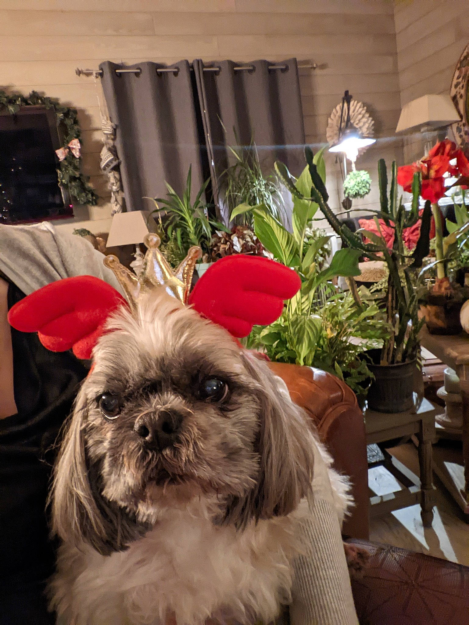 Sky participe au concours pour gagner de l'argent avec cette photo : canidae, carnivore, chair, companion_dog, dog, dog_breed, event, fawn, flower, flower_arranging, fur, houseplant, liver, plant, shih_tzu, small_terrier, snout, sporting_group, terrier, toy_dog