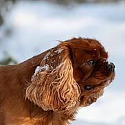 Laos a rejoint le concours — aidez-le/la à gagner de superbes lots ! dog, cavalier_king_charles_spaniel, spaniel, brown_fur, long_ear, snow, winter, outdoor, pet, canine, close_up, profile, nose, whiskers, fur_texture, portrait, selective_focus, cute, snowflakes, headshot