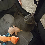 Grayson is registered to the contest to win money with this photo: cat, gray_cat, pet, animal, indoors, playpen, mesh, lounging, lying_down, upside_down, green_eyes, whiskers, ears, fur, plush_toy, fish_toy, balls, pet_bed, cozy, playful