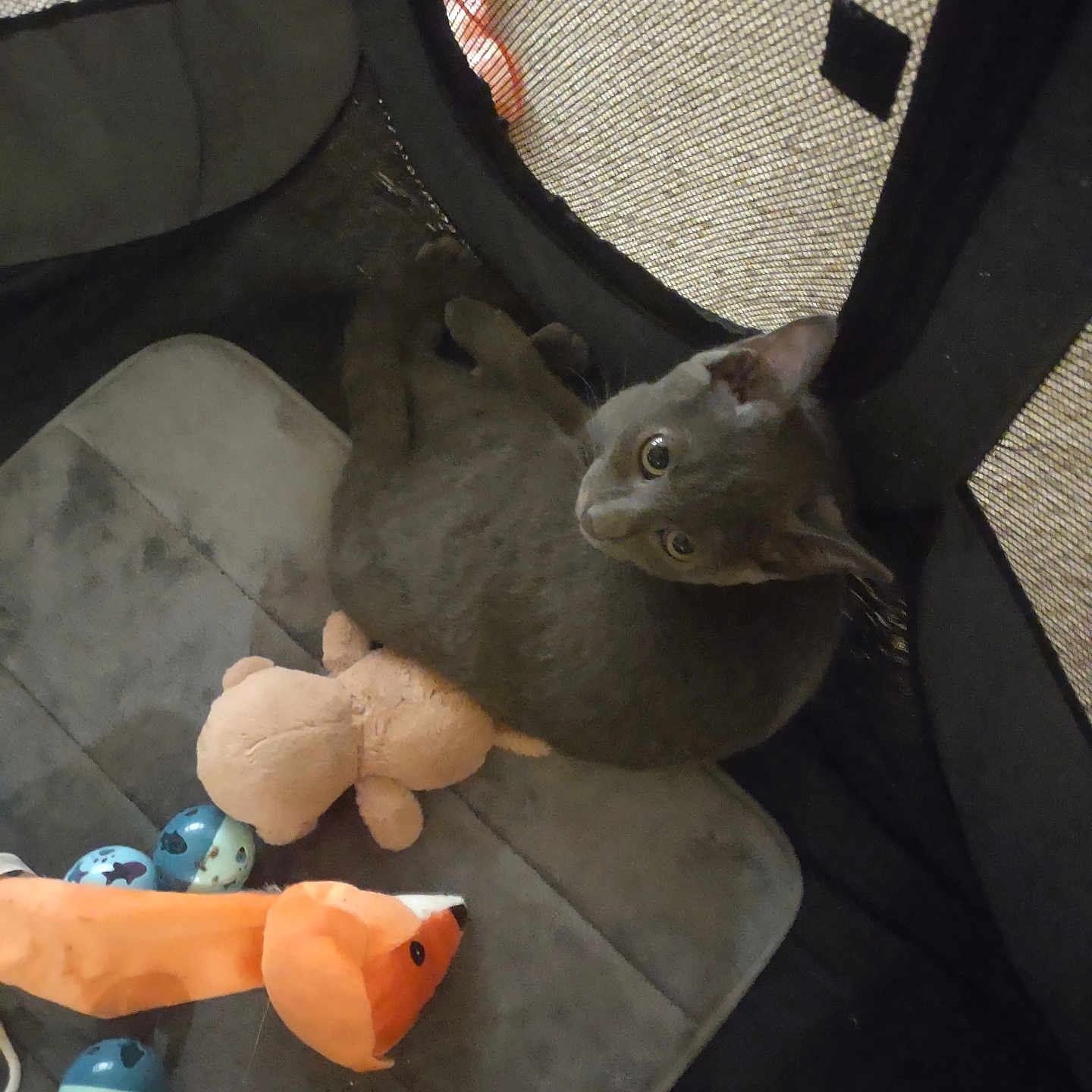 Grayson is registered to the contest to win money with this photo: cat, gray_cat, pet, animal, indoors, playpen, mesh, lounging, lying_down, upside_down, green_eyes, whiskers, ears, fur, plush_toy, fish_toy, balls, pet_bed, cozy, playful
