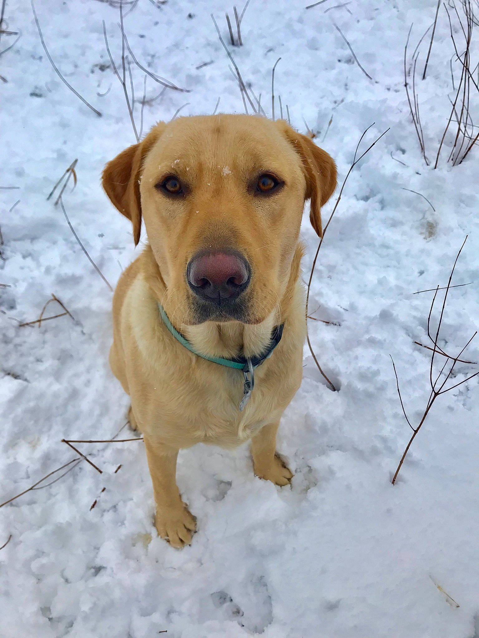 Buford is registered to the contest to win money with this photo: beagador, broholmer, canidae, carnivore, dog, dog_breed, fawn, hound, hunting_dog, labrador_retriever, mammal, mountain_cur, nose, potcake_dog, retriever, snout, snow, sporting_group, vertebrate, winter