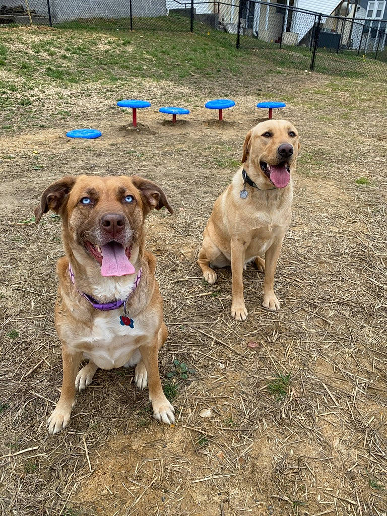 Buford is registered to the contest to win money with this photo: adventure, canidae, carnivore, companion_dog, dog, dog_breed, dog_walking, fawn, labrador_retriever, mammal, rare_breed_dog, snout, sporting_group, vertebrate, working_dog