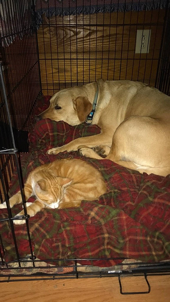 Edsel joined the competition — help win amazing prizes! american_bulldog, american_pit_bull_terrier, canidae, carnivore, companion_dog, dog, dog_breed, dog_supply, dogo_argentino, fawn, guard_dog, labrador_retriever, non_sporting_group, pointer, puppy, rajapalayam, retriever, sporting_group