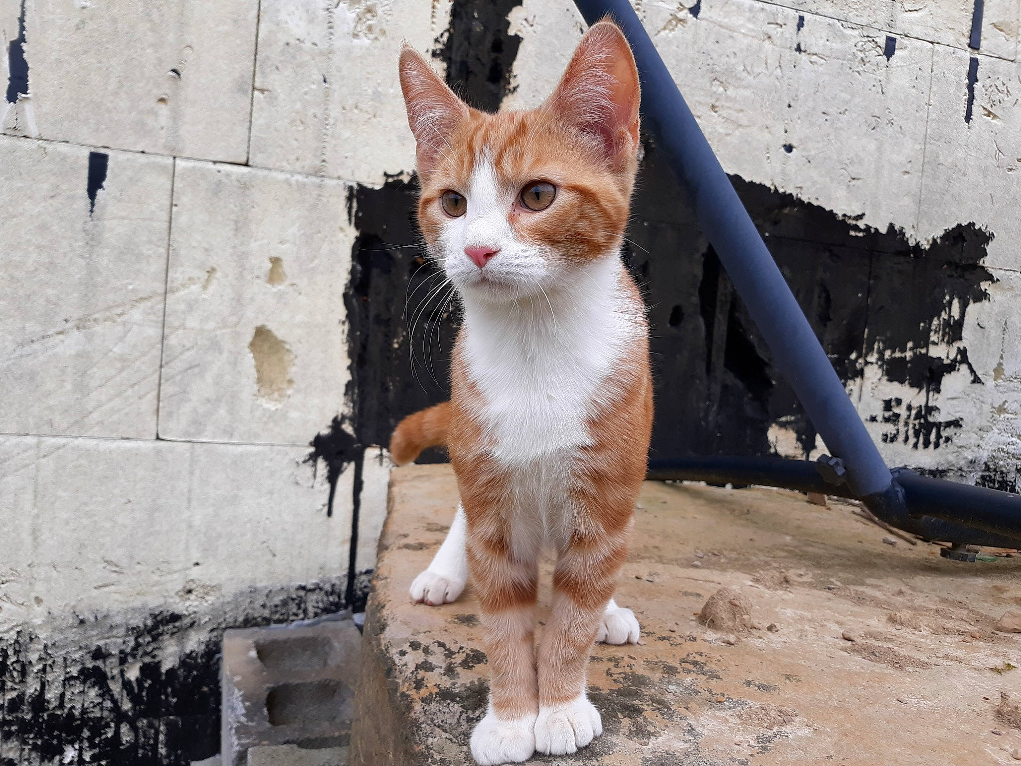 Edsel is registered to the contest to win money with this photo: aegean_cat, american_wirehair, arabian_mau, carnivore, cat, domestic_short_haired_cat, european_shorthair, fawn, felidae, german_rex, kitten, mammal, ojos_azules, small_to_medium_sized_cats, snout, tabby_cat, tail, whiskers