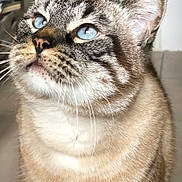 Chichi a rejoint le concours — aidez-le/la à gagner de superbes lots ! cat, blue_eyes, close_up, striped_fur, indoor, pet, whiskers, curious, feline, animal, domestic_cat, cute, portrait, fur, ears, nose, looking_up, soft_light, floor, background