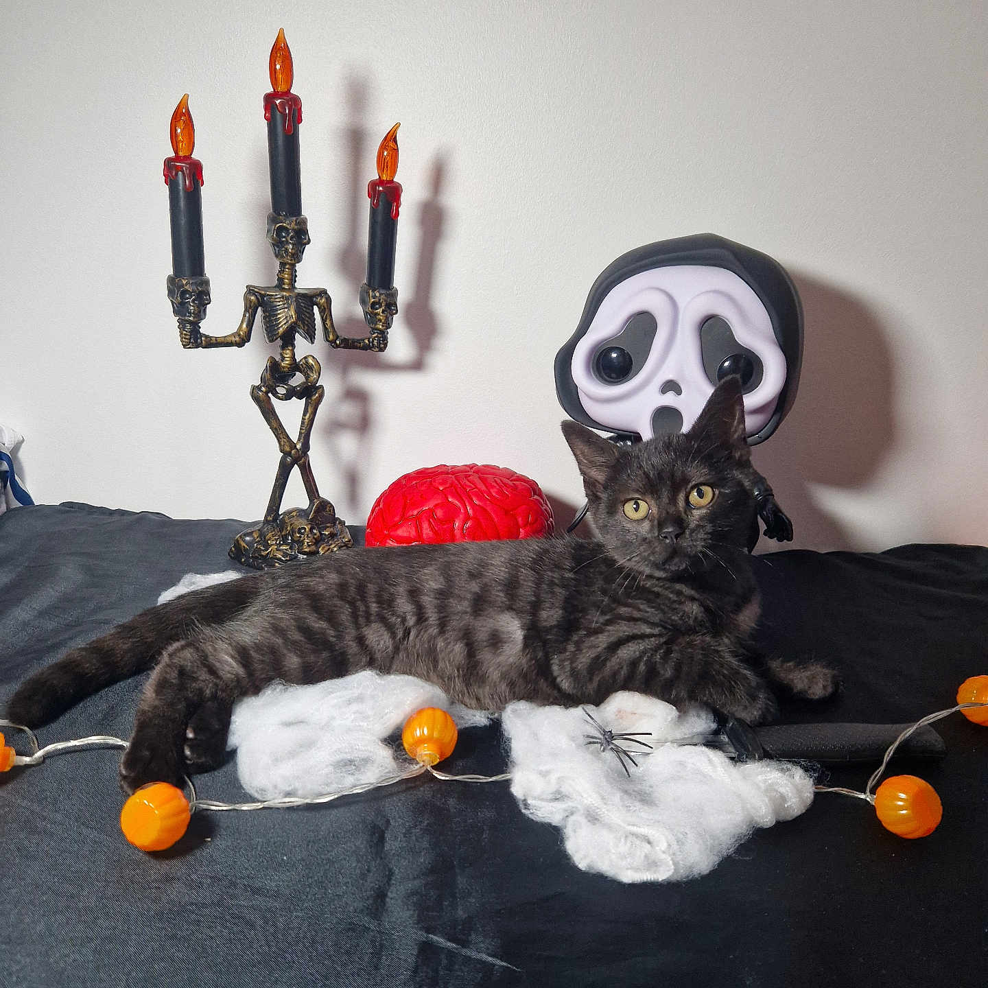 Wendy a rejoint le concours — aidez-le/la à gagner de superbes lots ! altar, animal, architecture, ball, building, candle, cat, church, citrusfruit, festival, food, fruit, furniture, hanukkahmenorah, pet, plant, produce, sport, tennis, tennisball