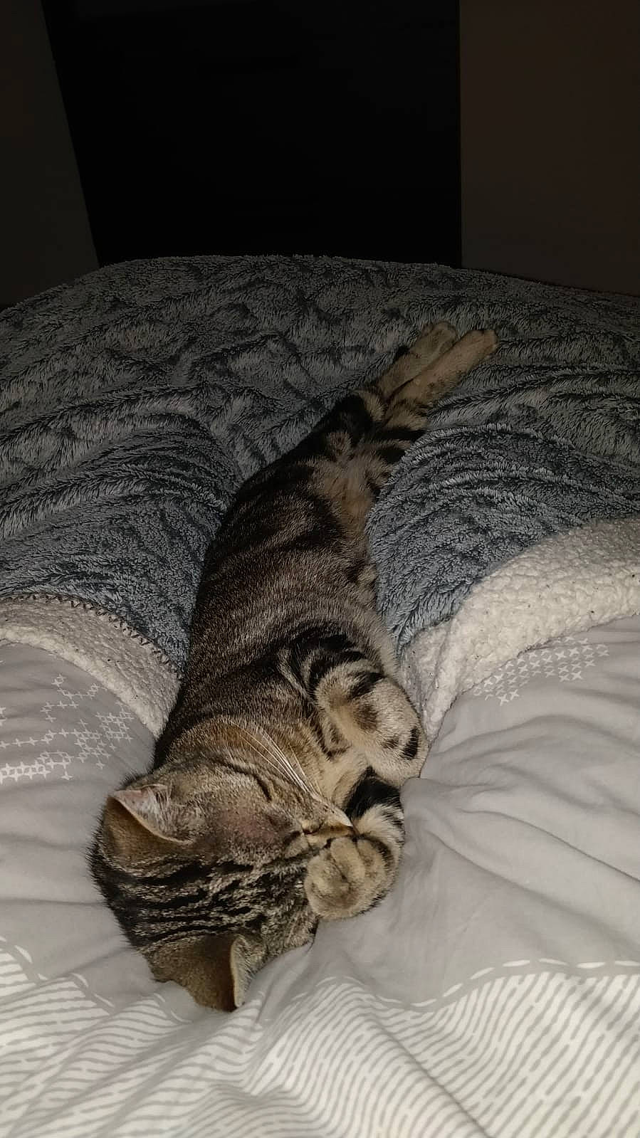 Orphée a rejoint le concours — aidez-le/la à gagner de superbes lots ! american_shorthair, bed, bed_sheet, carnivore, cat, comfort, domestic_short_haired_cat, dragon_li, european_shorthair, felidae, fur, kitten, nap, ocicat, paw, pixie_bob, sleep, small_to_medium_sized_cats, tabby_cat, whiskers