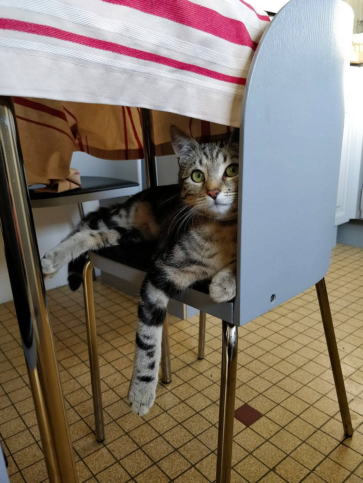 Orphée participe au concours pour gagner de l'argent avec cette photo : american_shorthair, asian, bengal, carnivore, cat, chair, domestic_short_haired_cat, egyptian_mau, european_shorthair, felidae, kitten, ocicat, pixie_bob, savannah, small_to_medium_sized_cats, tabby_cat, whiskers