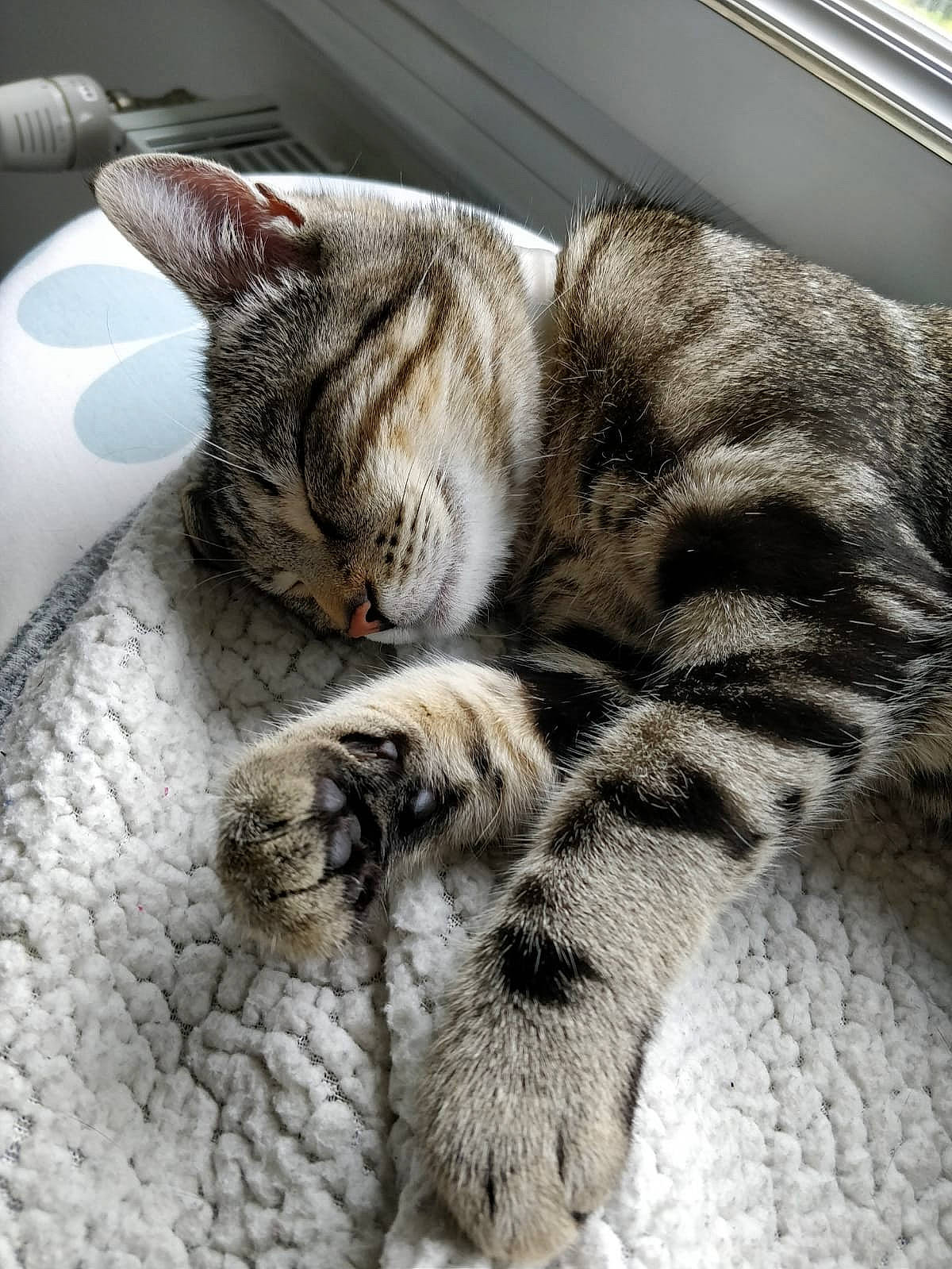 Orphée a rejoint le concours — aidez-le/la à gagner de superbes lots ! american_shorthair, asian, carnivore, cat, domestic_short_haired_cat, dragon_li, egyptian_mau, european_shorthair, felidae, fur, kitten, mammal, nap, ocicat, paw, sleep, small_to_medium_sized_cats, snout, tabby_cat, whiskers