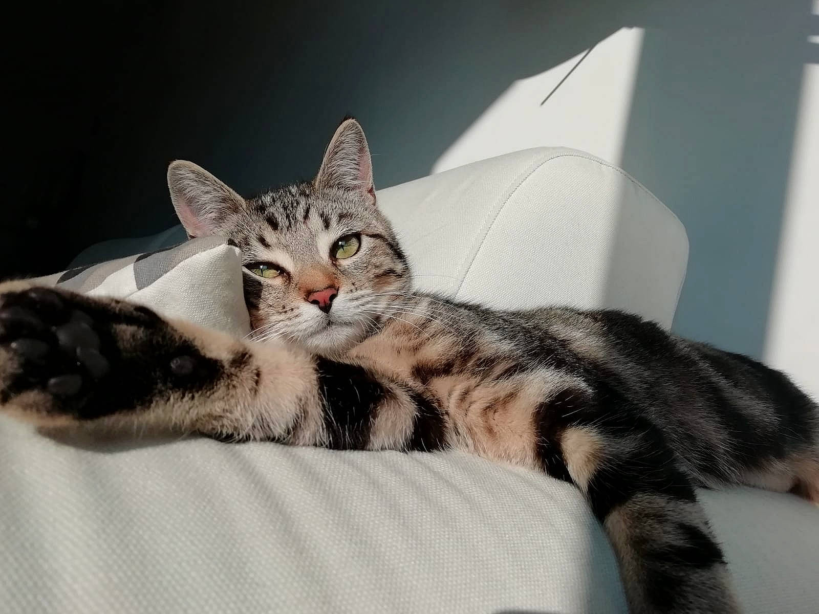 Orphée participe au concours pour gagner de l'argent avec cette photo : american_shorthair, american_wirehair, asian, california_spangled, carnivore, cat, claw, domestic_short_haired_cat, dragon_li, egyptian_mau, european_shorthair, felidae, kitten, mammal, paw, small_to_medium_sized_cats, sokoke, tabby_cat, vertebrate, whiskers