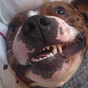 Bruno is registered to the contest to win money with this photo: