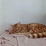 cat, orange_tabby, pet, animal, feline, resting, blanket, pink, cozy, indoor, fur, whiskers, tail, paw, relaxed, cute, sleepy, striped, domestic_cat, soft