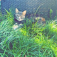 Afa participe au concours pour gagner de l'argent avec cette photo : cat, tabby, grass, outdoor, nature, relaxed, sunlight, greenery, animal, pet, feline, resting, daylight, closeup, background, woven_texture, peaceful, eyes_closed, mammal, summer