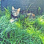 cat, tabby, grass, outdoor, nature, relaxed, sunlight, greenery, animal, pet, feline, resting, daylight, closeup, background, woven_texture, peaceful, eyes_closed, mammal, summer