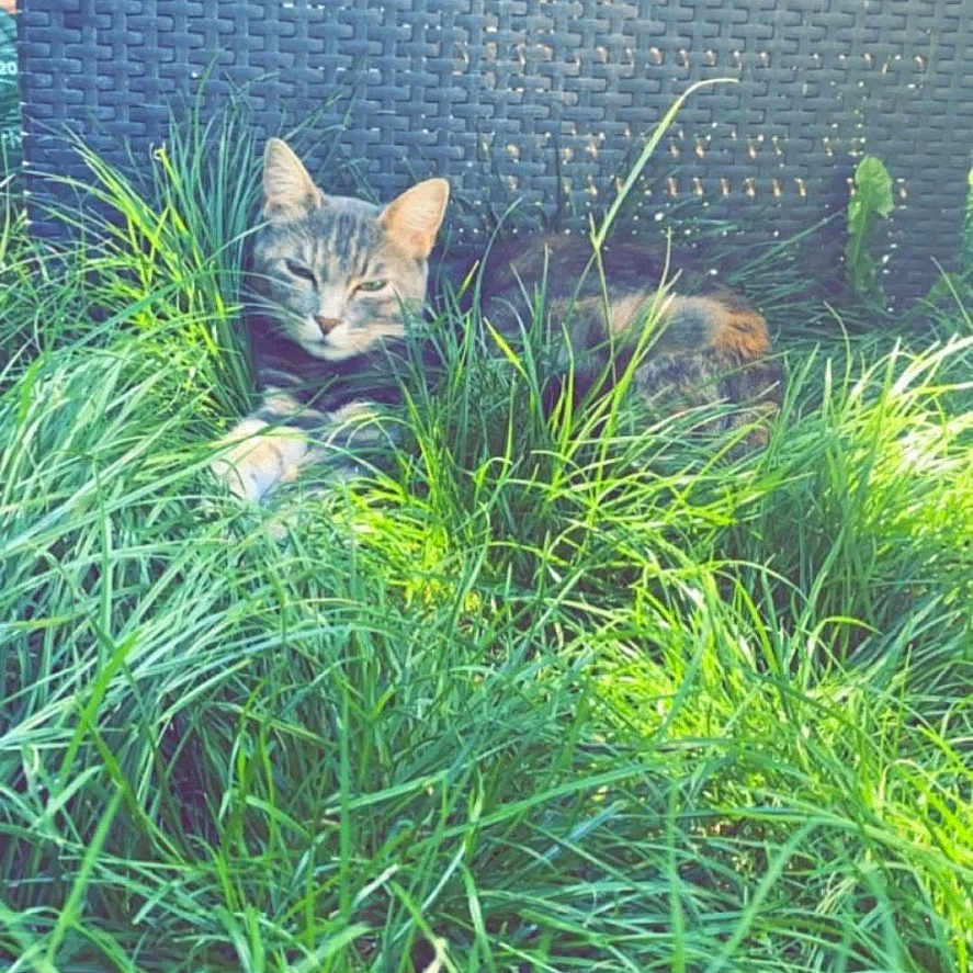 Afa participe au concours pour gagner de l'argent avec cette photo : animal, background, cat, closeup, daylight, eyes_closed, feline, grass, greenery, mammal, nature, outdoor, peaceful, pet, relaxed, resting, summer, sunlight, tabby, woven_texture